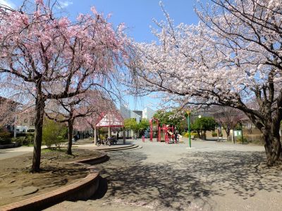 さくらんぼ公園（枝垂れ桜）
