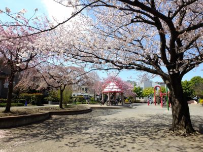 さくらんぼ公園（枝垂れ桜）
