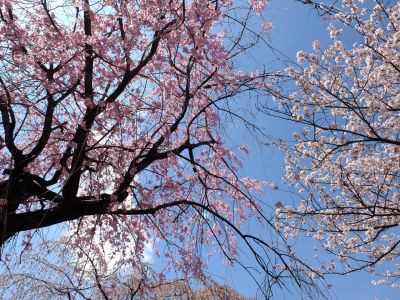 さくらんぼ公園（枝垂れ桜）
