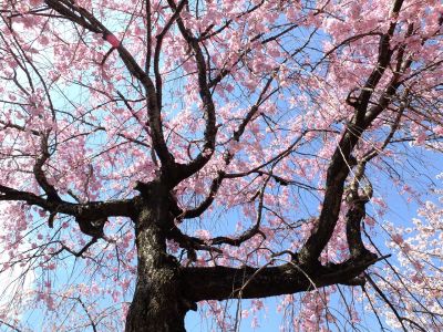 さくらんぼ公園（枝垂れ桜）

