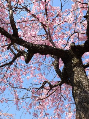 さくらんぼ公園（枝垂れ桜）

