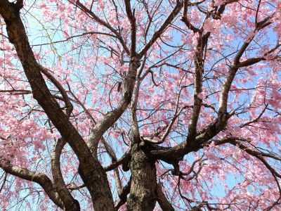さくらんぼ公園（枝垂れ桜）
