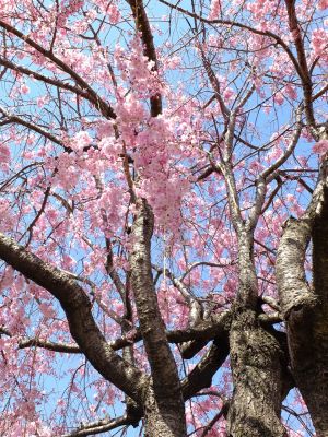 さくらんぼ公園（枝垂れ桜）
