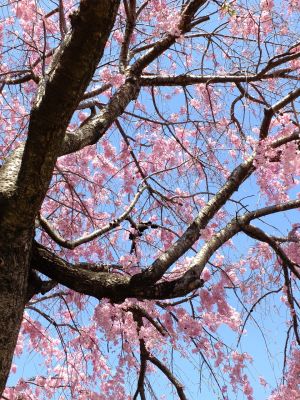 さくらんぼ公園（枝垂れ桜）
