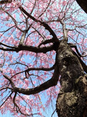 さくらんぼ公園（枝垂れ桜）
