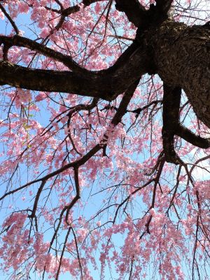 さくらんぼ公園（枝垂れ桜）
