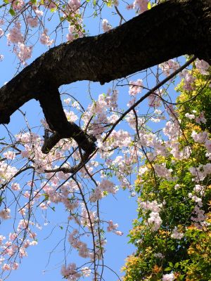 慈眼寺（枝垂れ桜）
