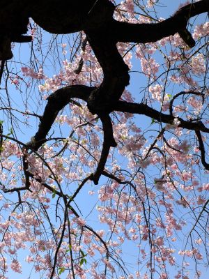 慈眼寺（枝垂れ桜）
