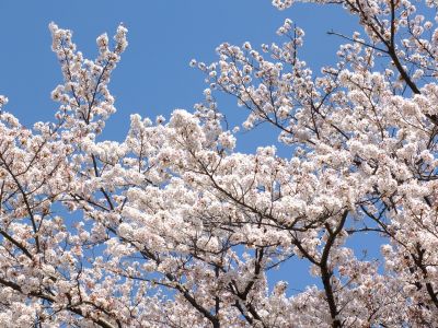 なでしこ公園（染井吉野）
