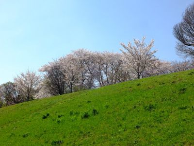八幡山公園（染井吉野）
