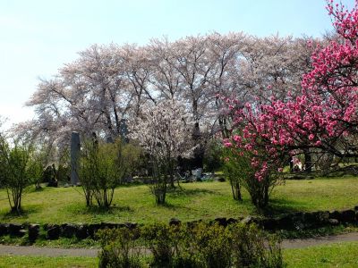 八幡山公園（染井吉野）
