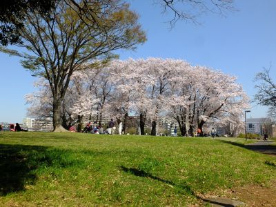 八幡山公園（染井吉野）
