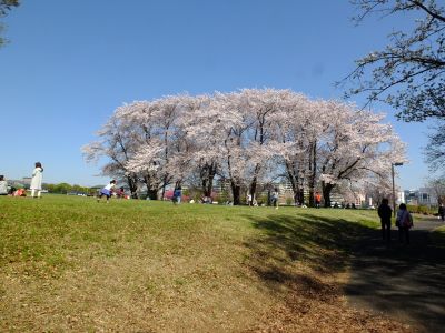 八幡山公園（染井吉野）
