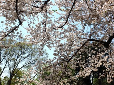 八幡山公園（染井吉野）
