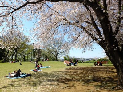 八幡山公園（染井吉野）
