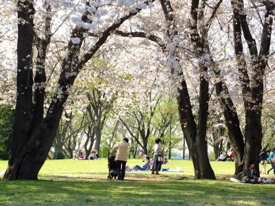 八幡山公園（染井吉野）
