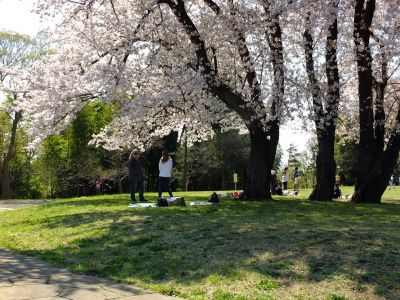 八幡山公園（染井吉野）
