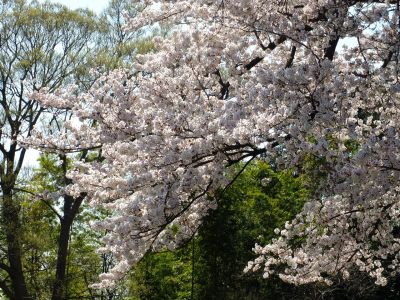 八幡山公園（染井吉野）
