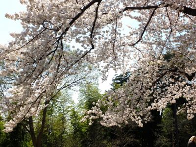 八幡山公園（染井吉野）
