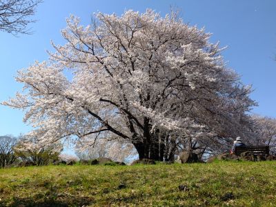 八幡山公園（染井吉野）
