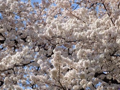 八幡山公園（染井吉野）

