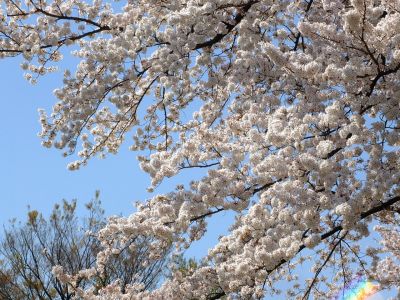 八幡山公園（染井吉野）
