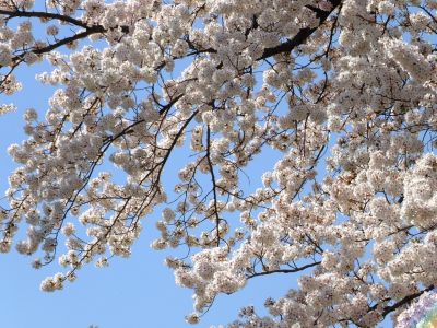 八幡山公園（染井吉野）
