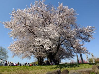 八幡山公園（染井吉野）
