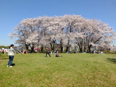 八幡山公園（染井吉野）
