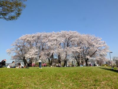 八幡山公園（染井吉野）
