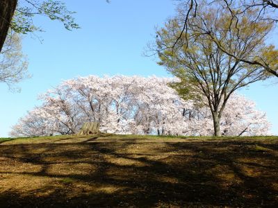 八幡山公園（染井吉野）
