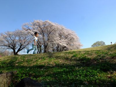八幡山公園（染井吉野）
