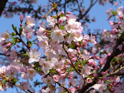 柚木の丘（センター南方面を眺望する）
