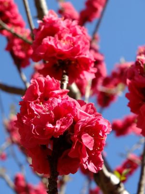 荏田東4丁目（桃）
