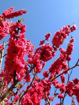 荏田東4丁目（桃）
