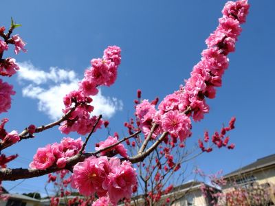 荏田東4丁目（桃）
