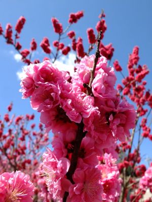 荏田東4丁目（桃）
