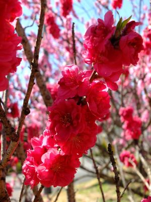 荏田東4丁目（桃）
