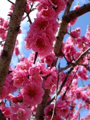 荏田東4丁目（桃）
