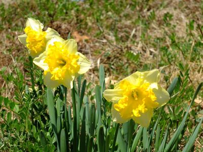 荏田東4丁目（水仙）

