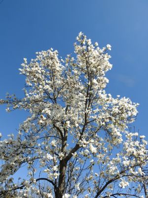 荏田東4丁目（コブシ）
