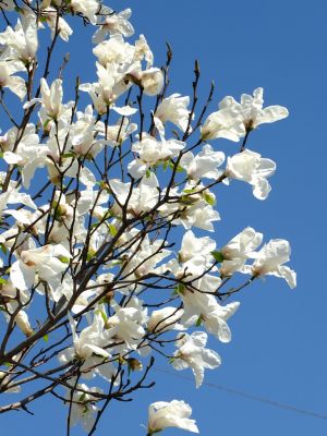 荏田東4丁目（コブシ）
