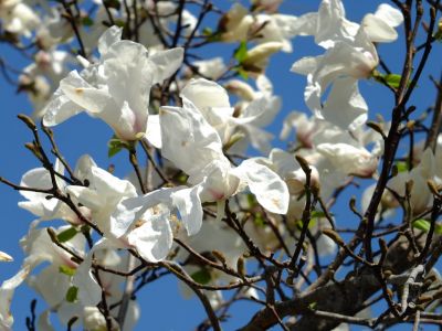 荏田東4丁目（コブシ）
