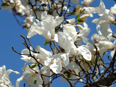 荏田東4丁目（コブシ）
