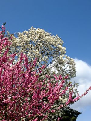 矢崎橋付近（白モクレン＆桃）
