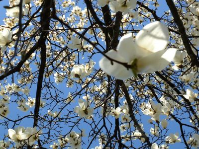 矢崎橋付近（白モクレン）
