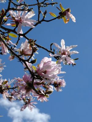 矢崎橋付近（コブシ）
