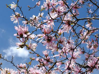 矢崎橋付近（コブシ）
