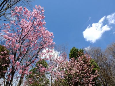 横浜緋桜
