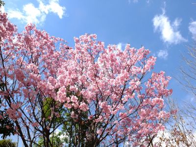 横浜緋桜
